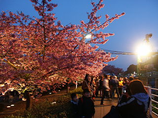 イトに照らされる桜並木