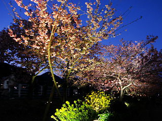 桜と菜の花のライトアップ