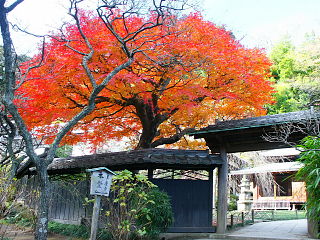 東慶寺本堂前の美しい紅葉
