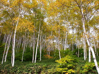 八千穂高原自然園付近 白樺の黄葉