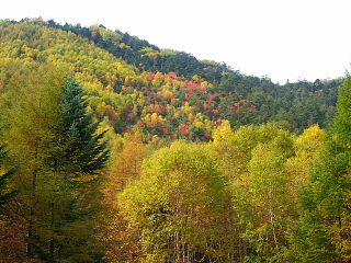白駒池手前にある林道からの紅葉