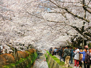 満開の桜並木にたくさんの人が訪れる