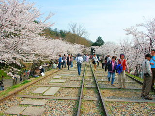 インクライン上流側の桜並木
