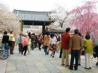 総門前の桜