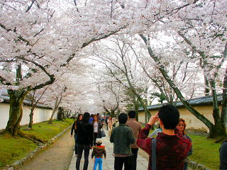 霊宝館前参道の桜並木