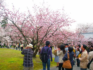 霊宝館の八重桜