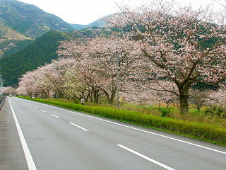 那賀川沿いに続く桜並木