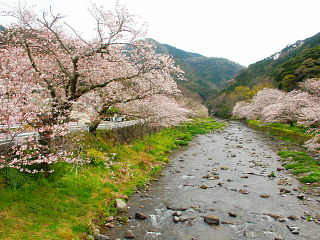 大沢温泉の川沿いの桜