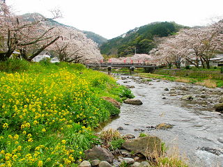 川岸の菜の花と桜並木の風景