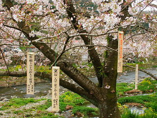 桜の木に吊された竹短冊の俳句
