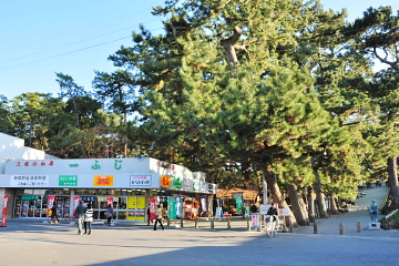 土産物屋が並ぶ松原の入口