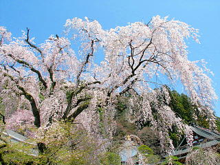 祖師堂前のしだれ桜は見事な枝ぶり