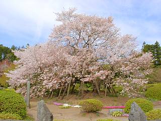 特別天然記念物「狩宿の下馬桜」