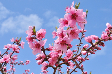 山梨桃源郷の桃の花