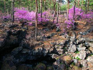 群生地内にある溶岩樹型群