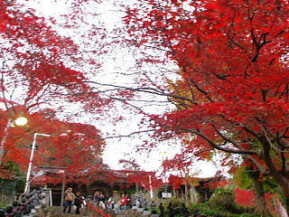 寺に続く石段から紅葉を眺める