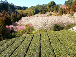 茶畑と梅園の風景