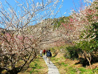 梅園内の散策路と梅