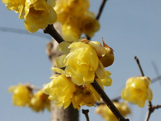ロウバイの黄色い花
