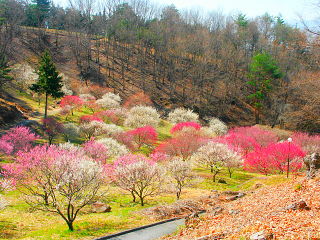 谷の部分に梅が植えられている