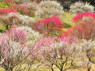 色とりどりの梅が咲き誇る