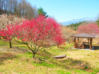 梅の木と休憩所の風景