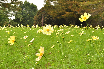 咲き乱れる黄色のコスモス