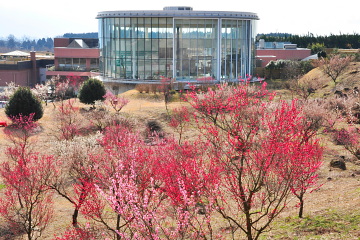 ヘルシーパーク裾野の建物と見頃の梅