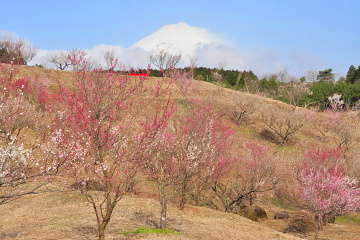 梅園から富士山を見ることもできる