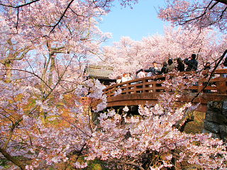 桜の花に囲まれた桜雲橋