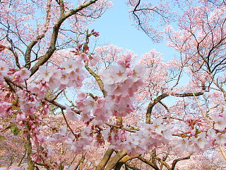 高遠の桜はやや濃いピンク色が特徴
