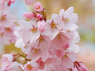 桜の花をアップ