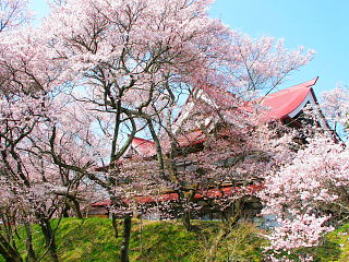 桜の花に囲まれた高遠閣