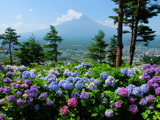 あじさいと富士山