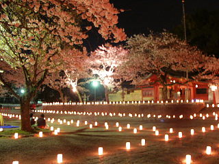 灯篭と光に照らされた桜が美しい