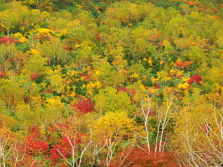 小蓮華岳方面の紅葉した木々をズーム