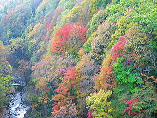深い谷を紅葉した木々が覆う