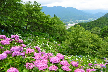 公園高台から富士川方面の眺め
