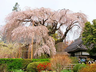 垂れ下がる桜の花が美しい