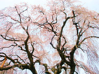 しだれ桜を下から見上げる