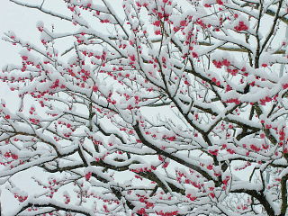 開花した梅に積もった雪