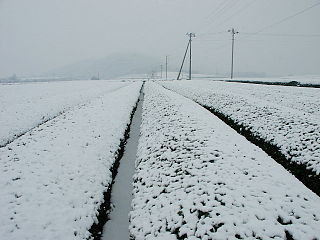 茶畑の雪景色