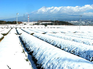 雪化粧した岩本山の茶畑