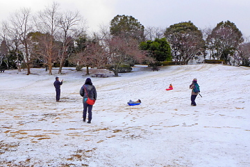 岩本山公園 芝生広場を覆う雪で遊ぶ親子連れ