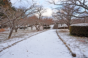 岩本山公園 梅園の雪化粧