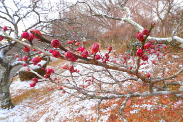 岩本山公園 早咲き紅梅のつぼみと雪化粧