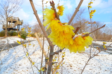 岩本山公園 蝋梅の花と雪化粧